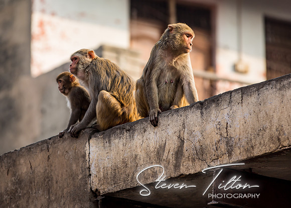 Monkeys watching from above