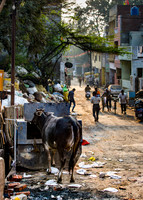 Cattle searching for food in local village