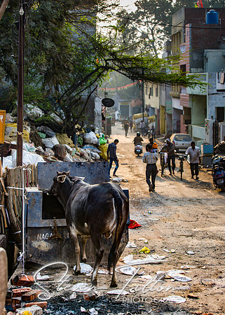 Cattle searching for food in local village