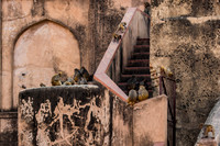 Monkey's climbing around the stairwell and exterior walls