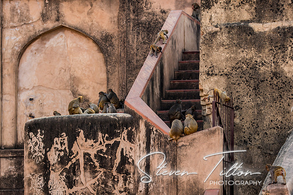 Monkey's climbing around the stairwell and exterior walls