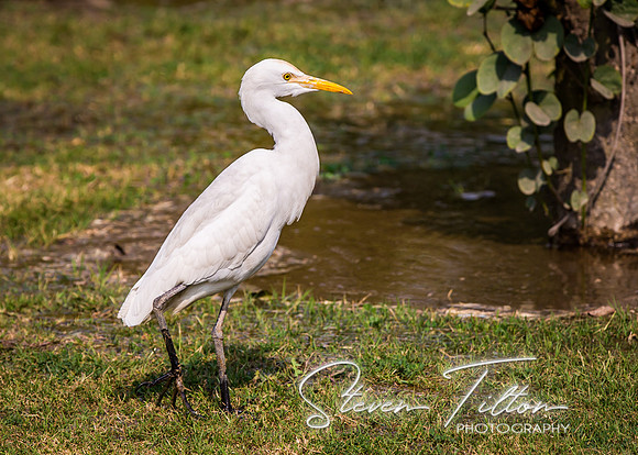 Bird enjoying a drink in the gardens of The Black Taj Mahal site.