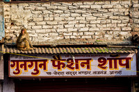 Monkeys watching from above