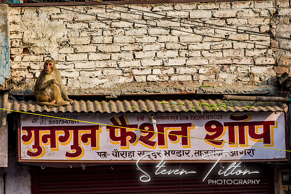 Monkeys watching from above