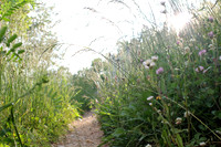Clover Trail