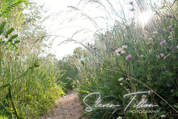 Clover Trail