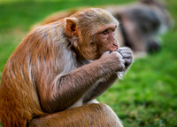 Monkey eating a wrapper found in the grass at Jahangir Palace