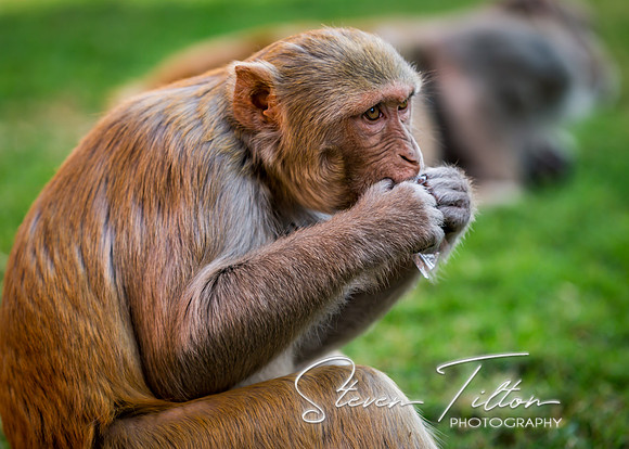 Monkey eating a wrapper found in the grass at Jahangir Palace