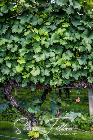 Horton Cellars Winery