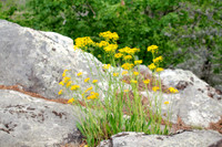 Yellow wildflowers