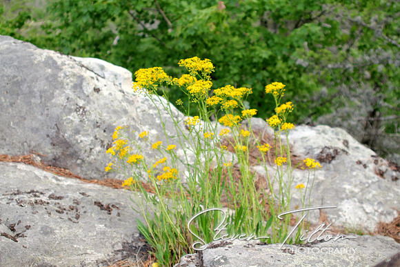 Yellow wildflowers