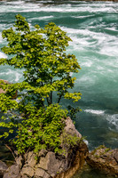 White Water Rapids