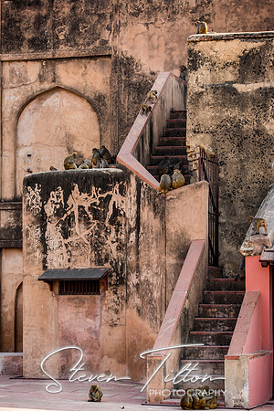 Monkey's climbing around the stairwell and exterior walls