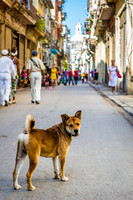 Animals of Cuba