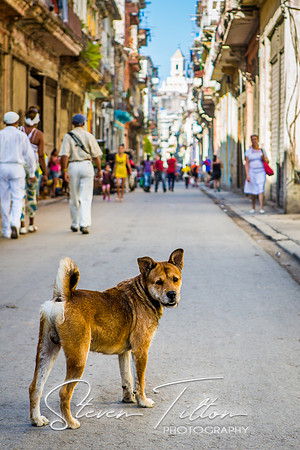 A stray dog walking the Historic streets of Havana Cuba