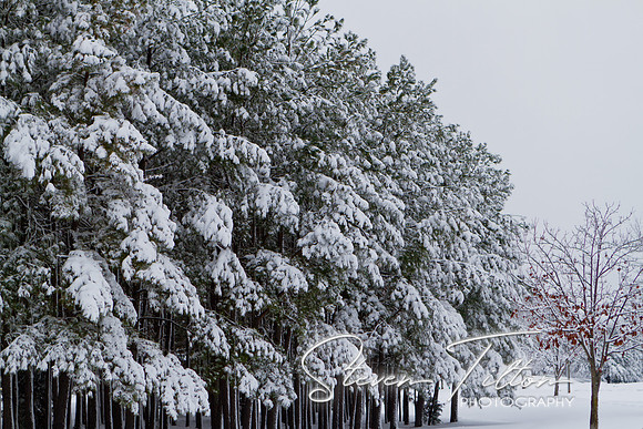 Christmas Snow