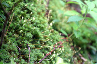 Glowing Moss Cover