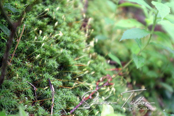 Glowing Moss Cover