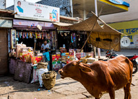 Cattle walking past a local merchant in Agra.