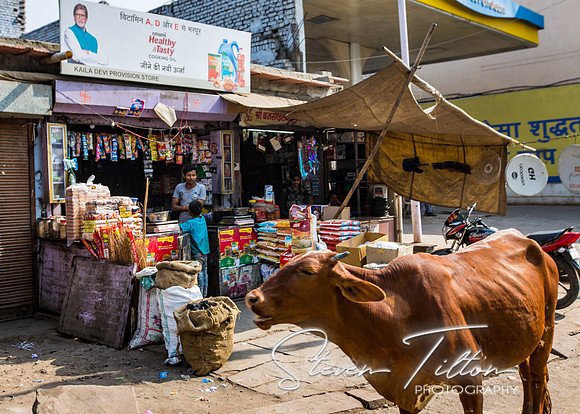 Cattle walking past a local merchant in Agra.