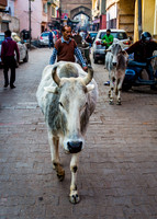 Bull walking through the village