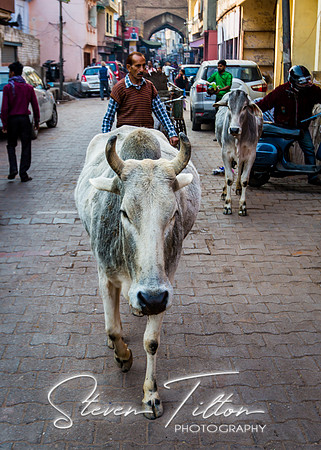Bull walking through the village