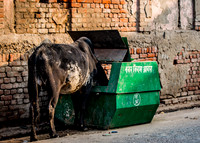 Cattle searching for food in local village