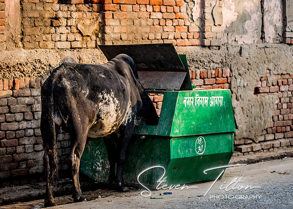 Cattle searching for food in local village