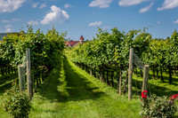 Horton Cellars Winery