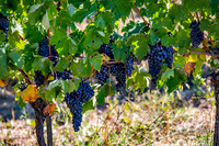 Agriturismo Il Vecchio Maneggio