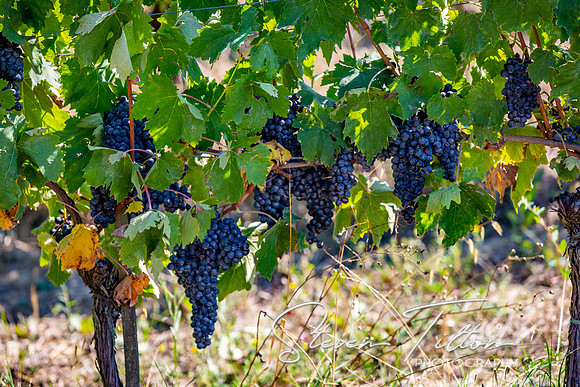 Agriturismo Il Vecchio Maneggio