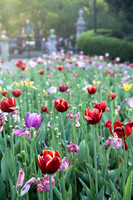 Tulips at the gate