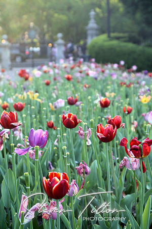 Tulips at the gate