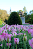 Tulips in the Commons