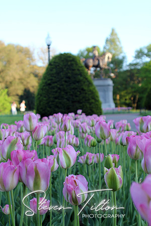 Tulips in the Commons