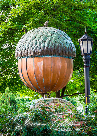 Downtown Raleigh Acorn
