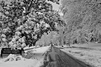 Christmas Snow