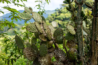 Sierra Madre del Sur, Mexico