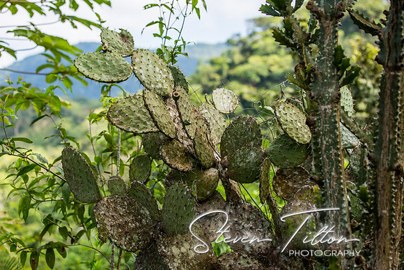 Sierra Madre del Sur, Mexico