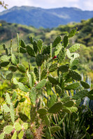 Sierra Madre del Sur, Mexico