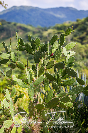 Sierra Madre del Sur, Mexico