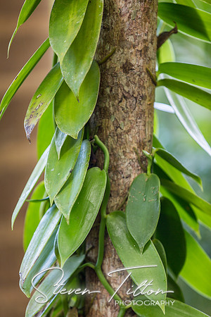 Sierra Madre del Sur, Mexico