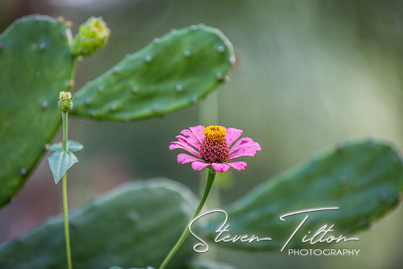 Sierra Madre del Sur, Mexico