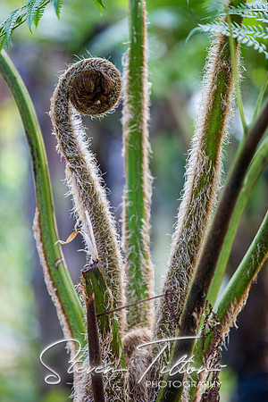 Sierra Madre del Sur, Mexico