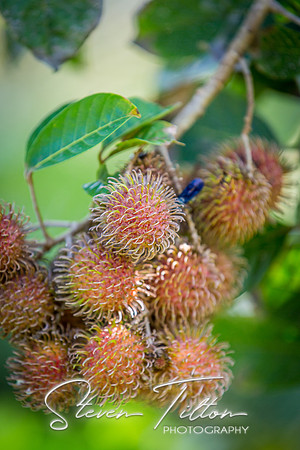 Sierra Madre del Sur, Mexico