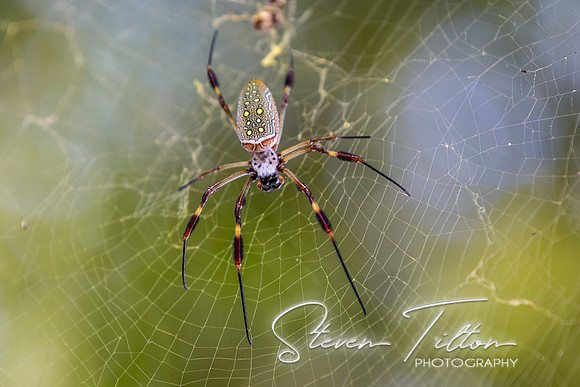 Sierra Madre del Sur, Mexico