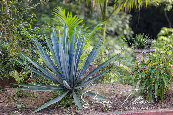 Sierra Madre del Sur, Mexico