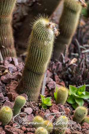 Sierra Madre del Sur, Mexico