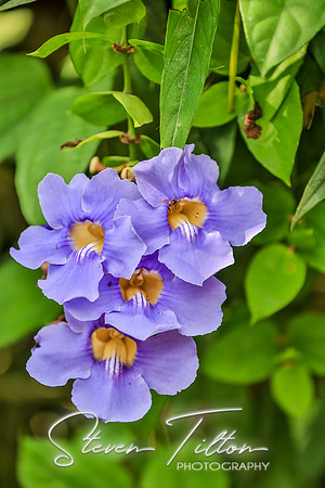 Sierra Madre del Sur, Mexico