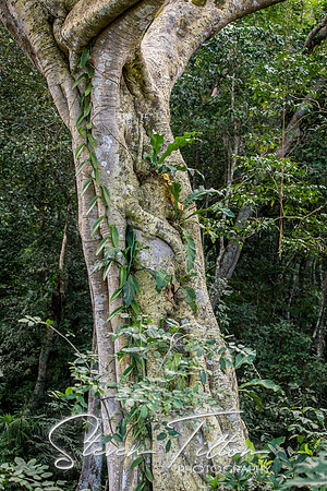 Sierra Madre del Sur, Mexico